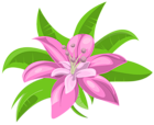 Pink Exotic Flower PNG Image