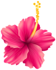 Pink Exotic Flower PNG Transparent Clip Art Image