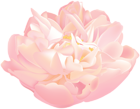 Pink Flower Beautiful PNG Clipart