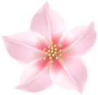 Pink Flower Decorative Transparent Image