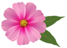 Pink Flower PNG Image Clipart | Gallery Yopriceville - High-Quality