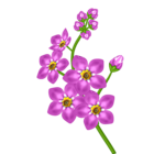 Pink Flower Transparent Clipart