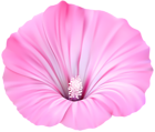 Pink Flower Transparent PNG Clip Art