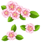 Pink Flowers Transparent PNG Clip Art Image