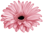 Pink Gerber PNG Clip Art Image