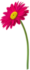 Pink Gerbera Flower PNG Clip Art Image