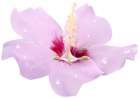 Pink Hibiscus Flower Transparent Clip Art PNG Image