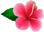 Pink Hibiscus PNG Clip Art Image