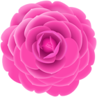 Pink Japanese Camellia PNG Clipart
