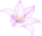 Pink Lilium Flower PNG Clipart
