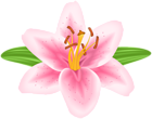 Pink Lilium Flower PNG Transparent Clipart