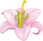 Pink Lilium Flower Transparent Clipart