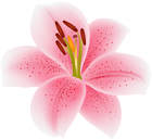 Pink Lilium Flower Transparent Image