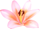 Pink Lilium Flower Transparent Image
