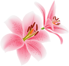 Pink Lilium Flowers Transparent PNG Image