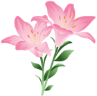 Pink Lilium PNG Clipart Picture
