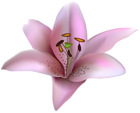 Pink Lilium Transparent PNG Clip Art Image