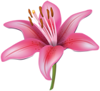 Pink Lily Flower PNG Clipart Image
