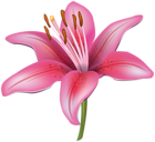 Pink Lily Flower PNG Clipart Image | Gallery Yopriceville - High