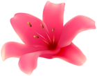 Pink Lily Flower PNG Transparent Clipart