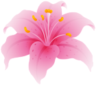 Pink Lily Flower PNG Transparent Clipart