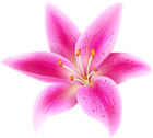Pink Lily Flower Transparent PNG Clip Art Image