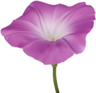 Pink Morning Glory Flower PNG Clip Art Image