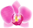 Pink Moth Orchid Transparent PNG Clip Art Image