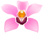 Pink Orchid Flower Beautiful PNG Clipart