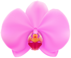 Pink Orchid PNG Clip Art