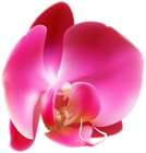 Pink Orchid PNG Clip Art Image