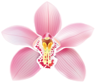 Pink Orchid PNG Clipart Image