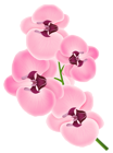 Pink Orchid PNG Clipart Image