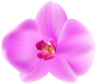 Pink Orchid PNG Transparent Clipart