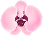 Pink Orchid Transparent Clip Art