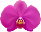 Pink Orchid Transparent PNG Clip Art Image