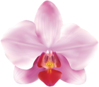 Pink Orchids PNG Clip Art Image