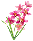 Pink Orchids PNG Clipart Image