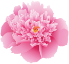 Pink Peony Flower PNG Clip Art Image