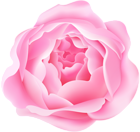 Pink Peony Flower PNG_Clipart