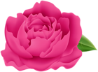 Pink Peony PNG Clipart