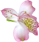 Pink Transparent Lily Flower PNG Clipart