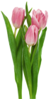 Pink Transparent Tulips Flowers Clipart