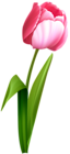 Pink Tulip Clip Art Image