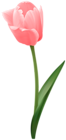Pink Tulip Flower Transparent Image