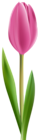 Pink Tulip Transparent Clip Art Image