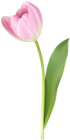 Pink Tulip Transparent Image