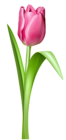Pink Tulip Transparent PNG Clipart Picture