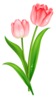 Pink Tulips PNG Clipart