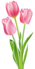 Pink Tulips PNG Clipart Image